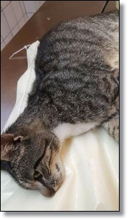 Katze_4