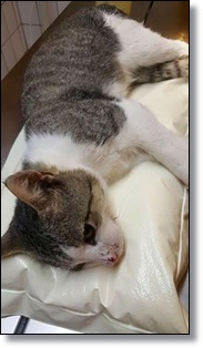 Katze_6