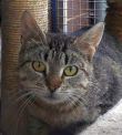 Hanna